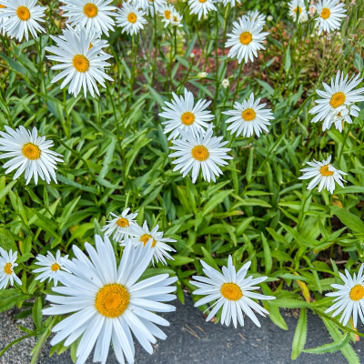 SHASTA DAISY #1