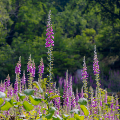 FOX GLOVE #1