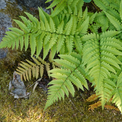 FERN AUTUMN #3