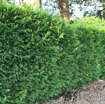 CYPRESS LEYLAND 12' - 14'  B&B
