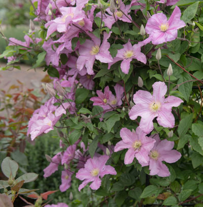 CLEMATIS #1