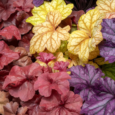 HEUCHERA CORAL BELL QUART