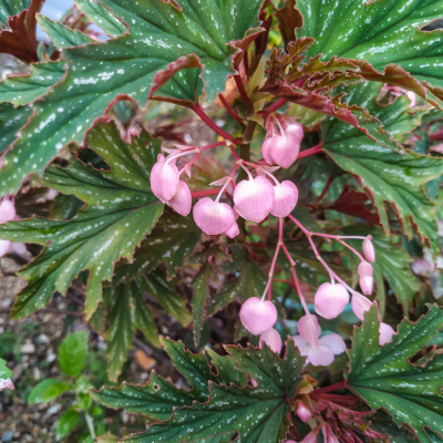 BEDDING BEGONIA FANCY 6"