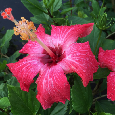 HIBISCUS EXOTIC COLORS #3