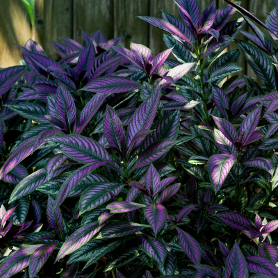 BEDDING PERSIAN SHIELD  6" #1