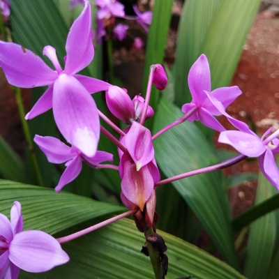 ORCHID CHINESE GROUND #3