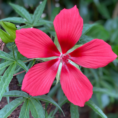 HIBISCUS MALLOW #1