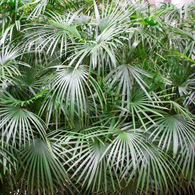 PALM NEEDLE #7