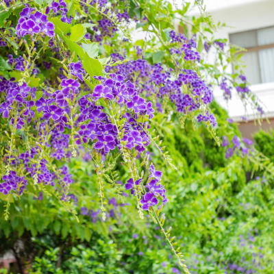 DURANTA #1