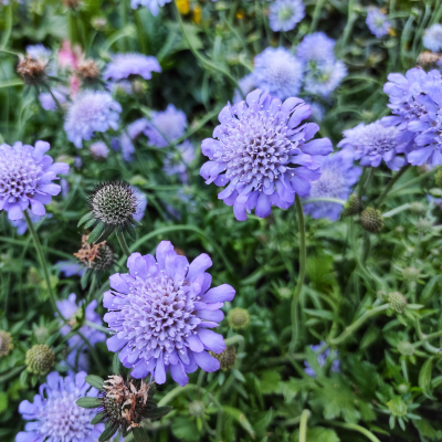 SCABIOSA #1