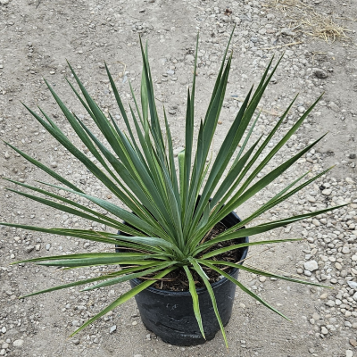 YUCCA BLUE SENTRY #5