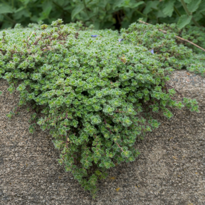 THYME #1