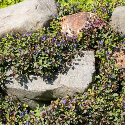 LEADWORT PLUMBAGO #1