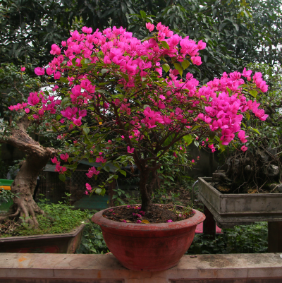 BOUGAINVILLA #5 STAKED BUSH