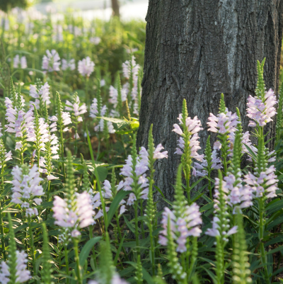 OBEDIENT PLANT #1