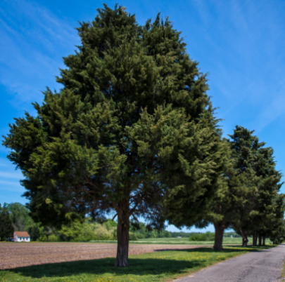 JUNIPER EASTERN RED CEDAR #30