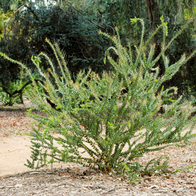 ACACIA KNIFELEAF #15