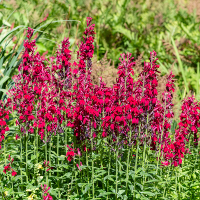 LOBELIA CARDINALIS #1