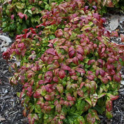 NANDINA HYBRID DWARF #3