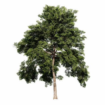 ELM LACEBARK #200