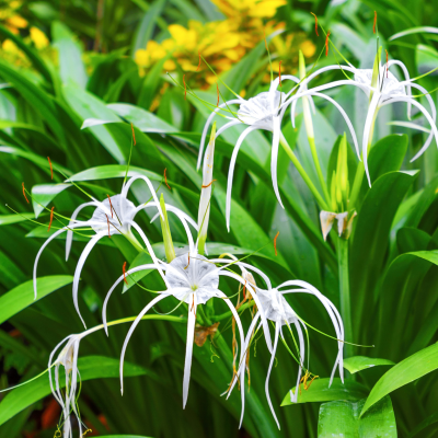 SPIDER LILY #1