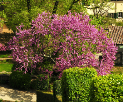 REDBUD MEXICAN #45