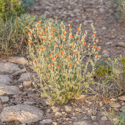 GLOBE MALLOW #3 #5