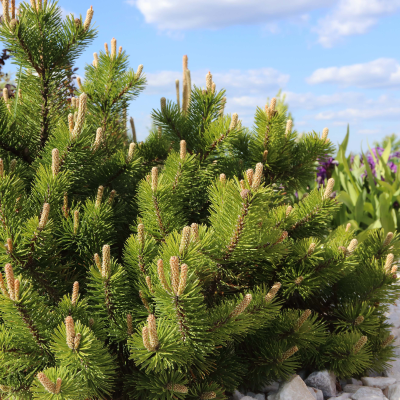 PINE MUGO #5
