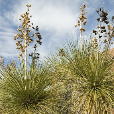 YUCCA ELATA #5