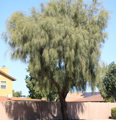 ACACIA SHOESTRING #5