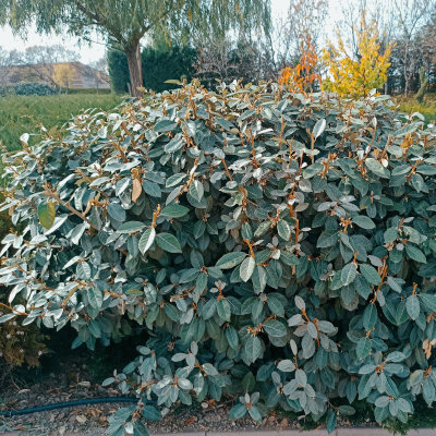 ELAEAGNUS #5