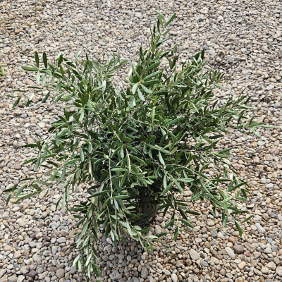 OLIVE DWARF #15