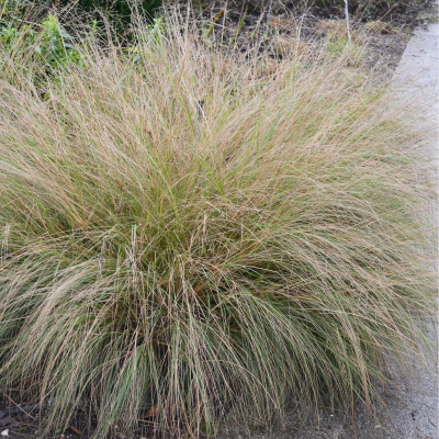 GRASS WEEPING LOVE #1