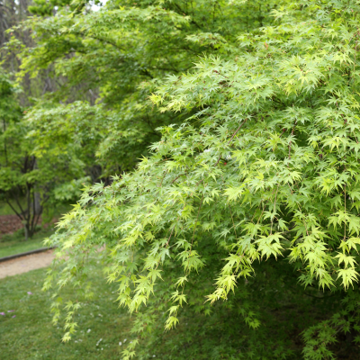 MAPLE JAPANESE GREEN 9' - 10'