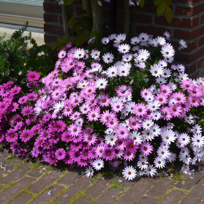 BEDDING OSTEOSPERMUM #1