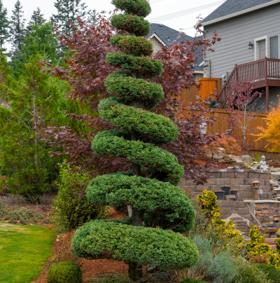 JUNIPER SPIRAL 24" BOX