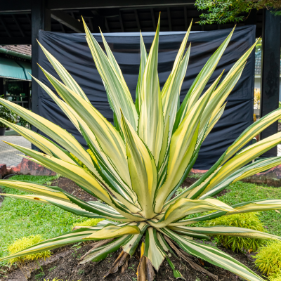 AGAVE FALSE #7