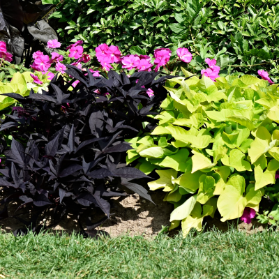 BEDDING 4" SWEET POTATO VINE