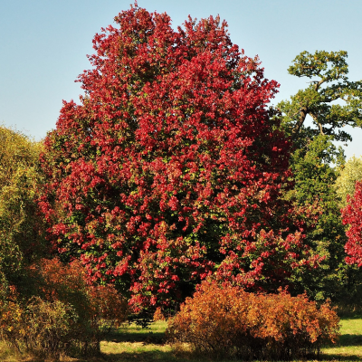 MAPLE RED RUBRUM #15