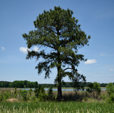 PINE LOBLOLLY 4" B&B