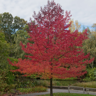 SWEET GUM #30