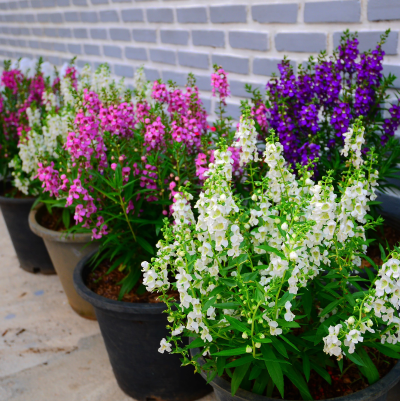 BEDDING 4" ANGELONIA