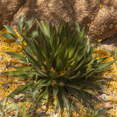 AGAVE OCAHUI #3