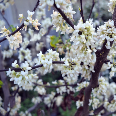 REDBUD TEXAS WHITE BUD #15