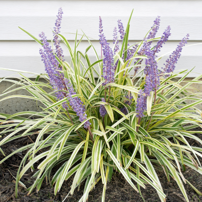 GRASS LIRIOPE VARIEGATED #1