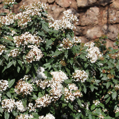 VIBURNUM SPRING BOUQUET #15