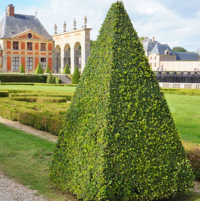 BOXWOOD TOPIARY 30" BOX