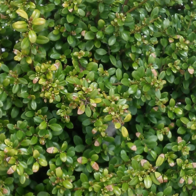 HOLLY COMPACT CONE #3