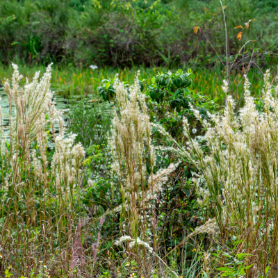 GRASS BUSHY BLUESTEM #1