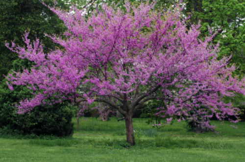 REDBUD OKLAHOMA #45